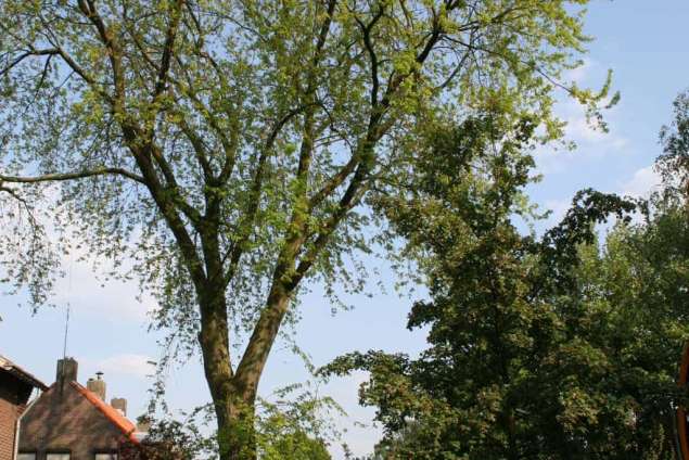 hoe kap ik veilig een grote boom uit de voor of achtertuin wij geven u vrijblijvend advies